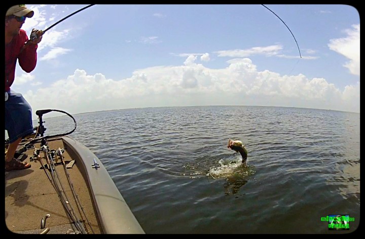schoolie fish in the air